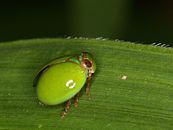 Green Rounded Planthopper from a West-Javan lowland rainforest (6370781253).jpg