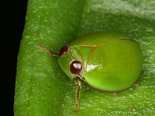 Hijau bulat Issid Wereng dari Jawa Tengah (8093362544).jpg