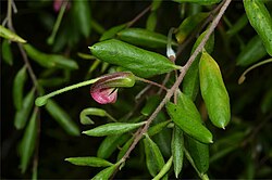 Grevillea quadricauda.jpg