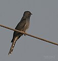 Grey-bellied Cuckoo (Cacomantis passerinus) in Kinnarsani WS, AP W IMG 5863.jpg