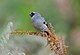 Grey-headed Bullfinch.jpg