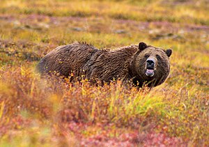 Urso-cinza no outono no Parque Nacional Denali.