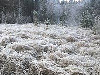 Frusen mosse vid Hågadalen-Nåstens naturreservat. Foto: 5165num