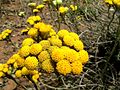 Thumbnail for Helichrysum stoechas