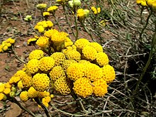 HELICHRYSUM STOECHAS - AGUDA - IB-813 (Sempreviva borda).JPG