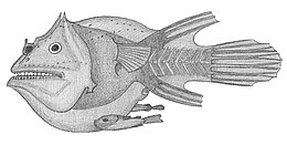 Самиця Haplophryne з двома паразитичними самцями