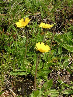 <i>Pilosella lactucella</i> Species of flowering plant in the daisy family Asteraceae