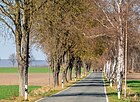 Hainbuchen-Birkenallee an der Alt-Holzhauser-Straße in Bad Salzuflen (Holzhausen).jpg