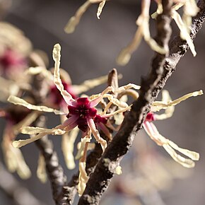 A kép leírása Hamamelis japonica - flower.jpg.