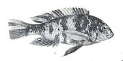 Miniatura per Haplochromis bicolor