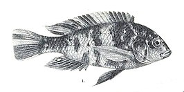 Haplochromis bicolor