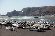 Harbor seals at Bodega Bay.jpg