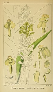 plate 97 Pterygodium inversum