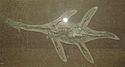 Гауффиозавр 1.JPG