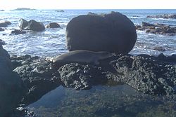 Hawaiian monk seal Waimea Bay.jpg