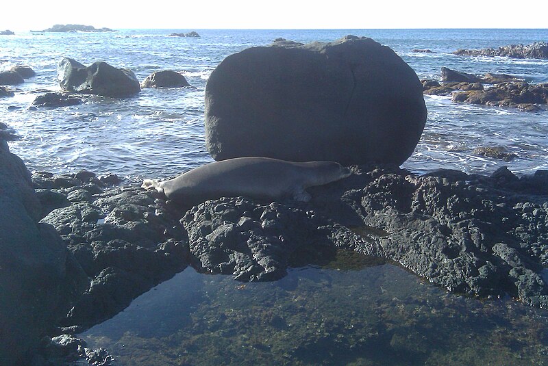 File:Hawaiian monk seal Waimea Bay.jpg