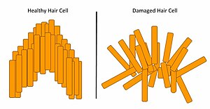 Здрави срещу увредени клетки на косата.jpg