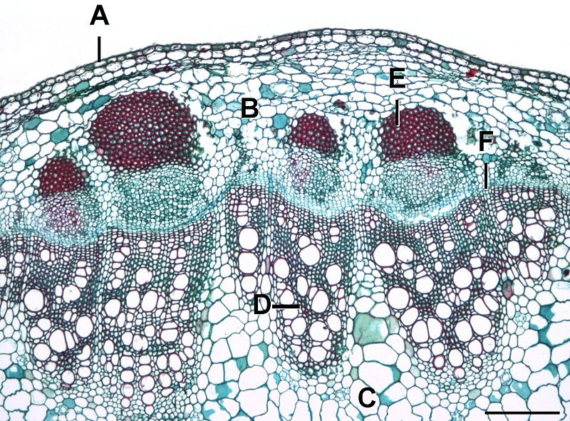Inverted omega-shaped arrangement of vascular bundles is found inA. Cycas  leafletB. Cycas rachisC. Cycas stemD. Cycas root