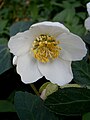 Helleborus niger flower