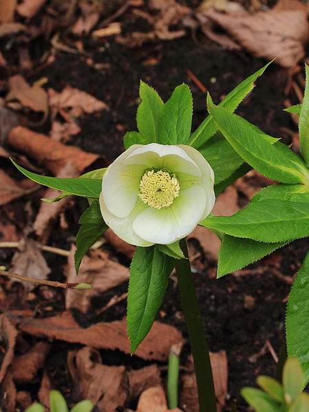 File:Helleborus orientalis. Bijna witte zaailing 03.JPG