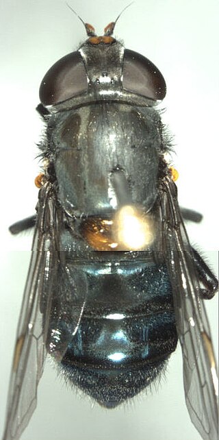 <i>Helophilus hochstetteri</i> Species of fly