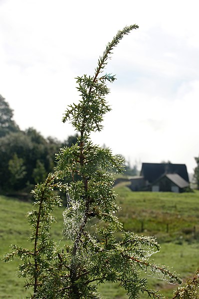 File:Hengstpass Eibe2.jpg