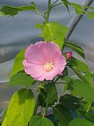 Hibiscus palustris