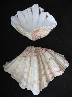 <i>Hippopus</i> Genus of bivalves