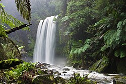Här syns trädormbunkar vid ett vattenfall i Australien.