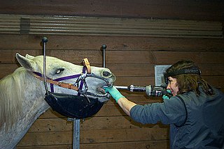 Equine dentistry is the practice of dentistry in 