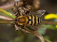 Syrphus cf. ribesii (Syrphidae)