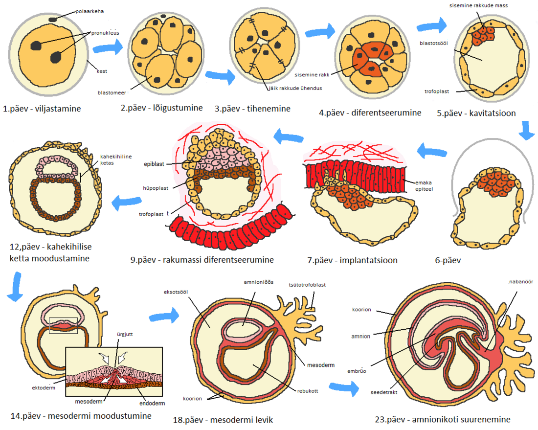 Embrüogenees