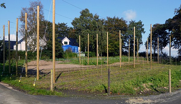 Cultivation of hops in Ystad 2017