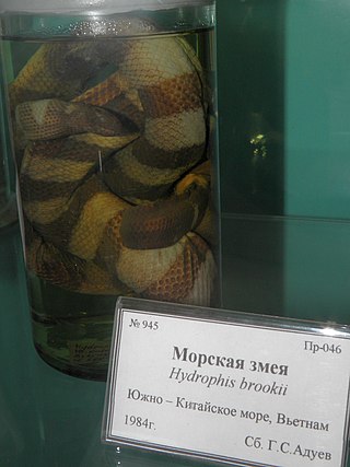 <i>Hydrophis brooki</i> Species of snake