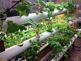 Plante neem water en voedingstowwe op wat deur 'n PVC-pyp in 'n hidroponikastelsel vloei.
