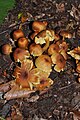 127: Hypholoma fasciculare