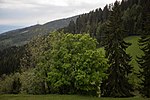 3 sycamore maples (Acer pseudoplatanus)