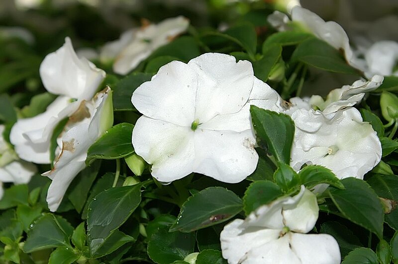 File:Impatiens walleriana Super Elfin White 0zz.jpg