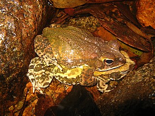 <i>Incilius marmoreus</i> Species of amphibian