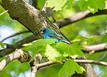 Thumbnail for File:Indigo bunting in GWC (51242).jpg