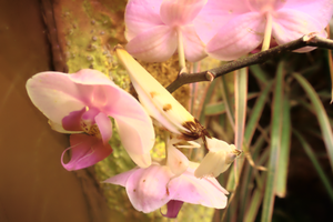 Flower mantis lures its insect prey by mimicking a Phalaenopsis orchid blossom
