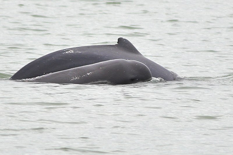 File:Irrawaddy Dolphin Sundarban West Bengal August 2019.jpg