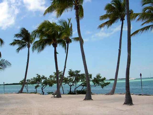 Coconut palms in Islamorada, Florida in the Florida Keys