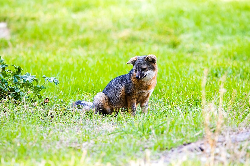 File:Island fox - 53427554584.jpg