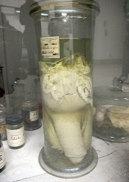 File:Istituto di anatomia umana normale, museo, campioni in formalina 02 pene.JPG