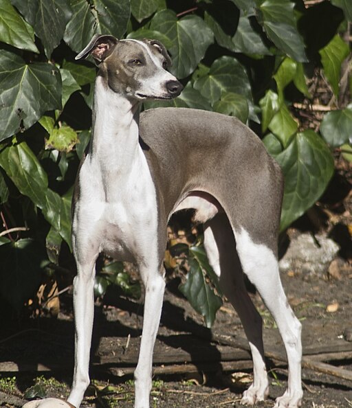 ItalianGreyhound