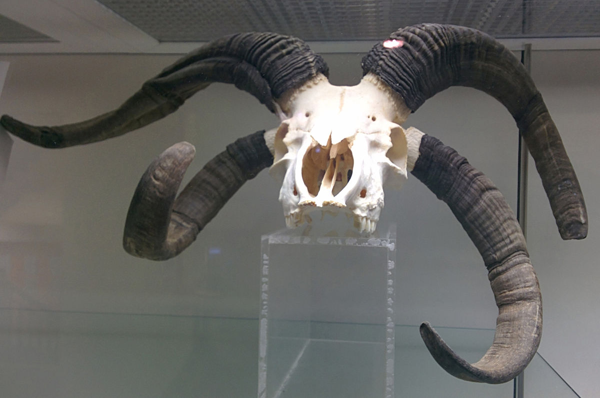 File:Jacob Sheep skull at the Royal Veterinary College anatomy museum.jpg -...