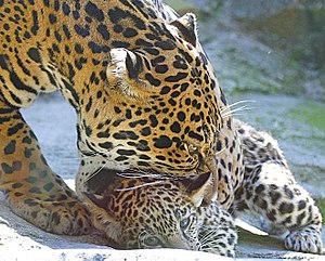 Jaguar: Étymologie, Description, Évolution de lespèce et sous-espèces