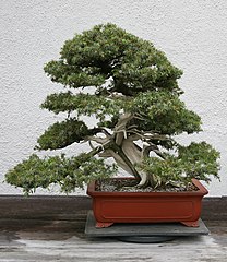 Heilige jeneverbes (Juniperus rigida) in de sharimiki-stijl