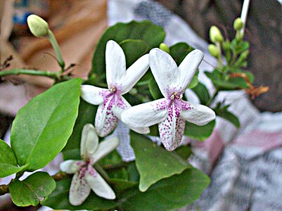 A image of a jasmine. It is sharp, and has no noise.